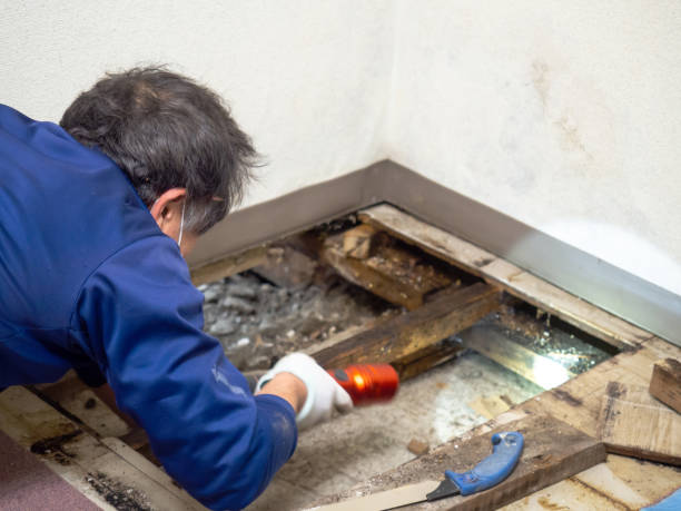 Best Residential Mold Removal  in Prairie Creek, AR