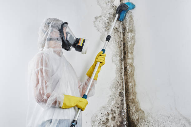 Certified Mold Removal in Prairie Creek, AR