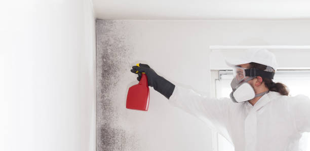 Best Office Mold Removal Services  in Prairie Creek, AR
