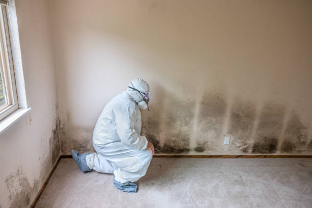 Best Home Mold Removal  in Prairie Creek, AR