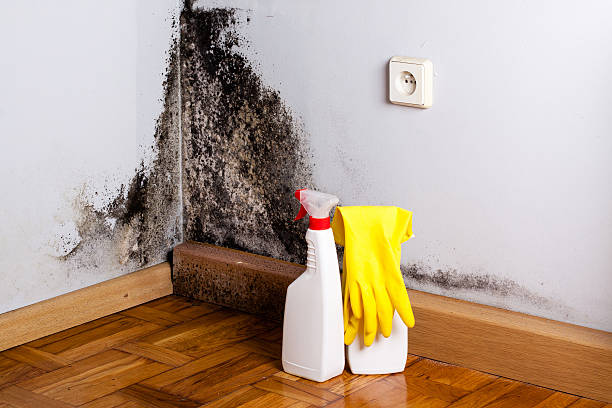 Best Professional Mold Removal  in Prairie Creek, AR