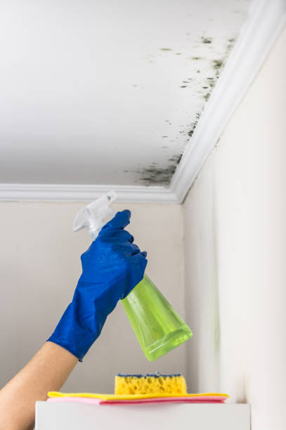 Best Local Mold Removal Service  in Prairie Creek, AR
