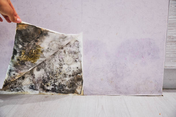 Best Affordable Mold Removal  in Prairie Creek, AR